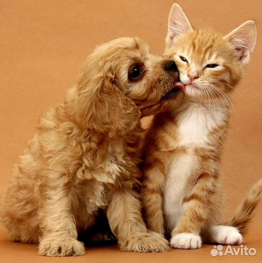 Передержка