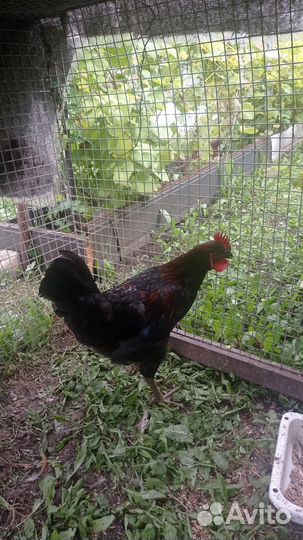 Молодые петухи