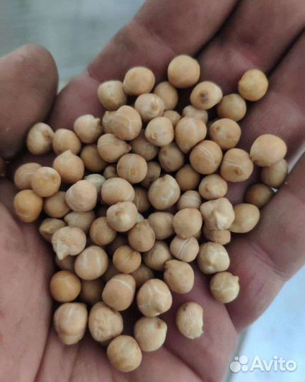 Нут сорт Иордан (Израиль) урожай 2023