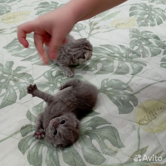 Шотландские вислоухие котята