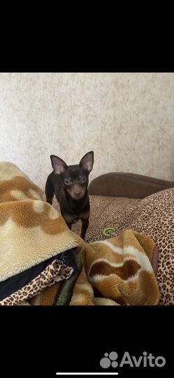 Русский той-терьер вязка