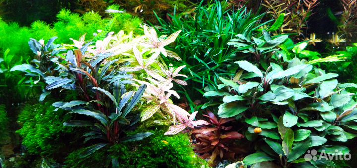 Аквариумные растения