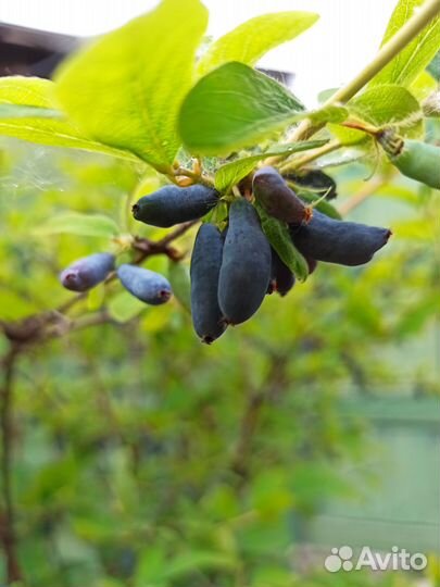 Ягодные кустарники