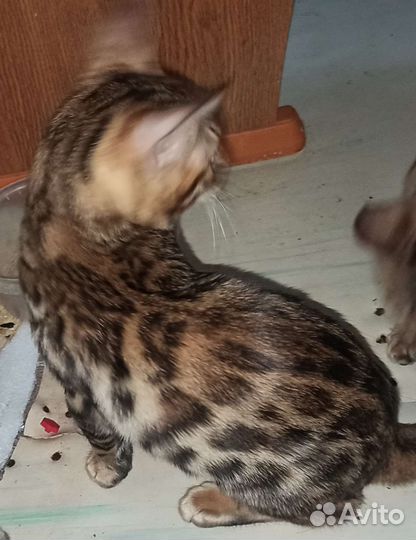 Бенгальские котята
