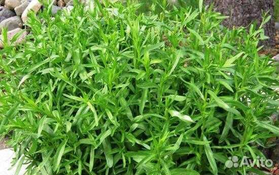 Саженцы тархуна