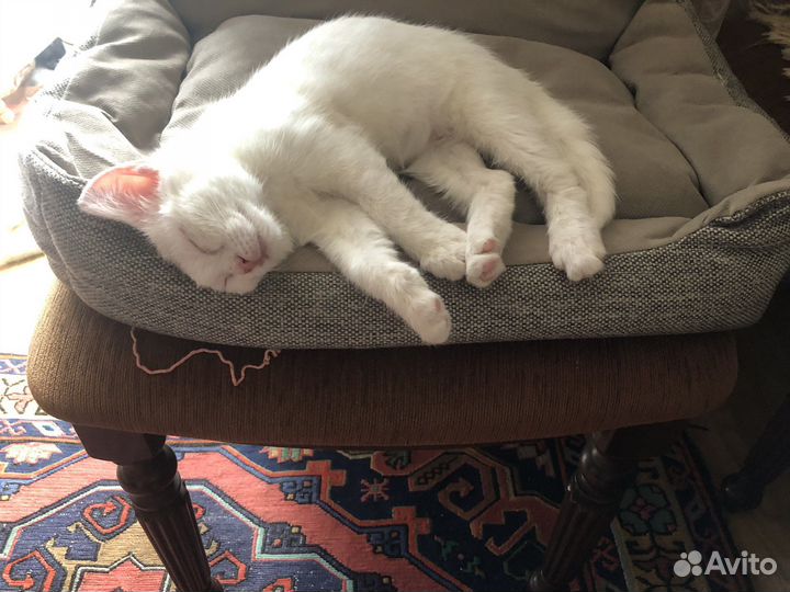 Кошка турецкая ангора