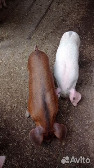 Поросенок Ландрас и Дюрок