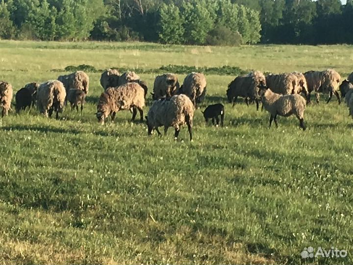 Овцы племенные