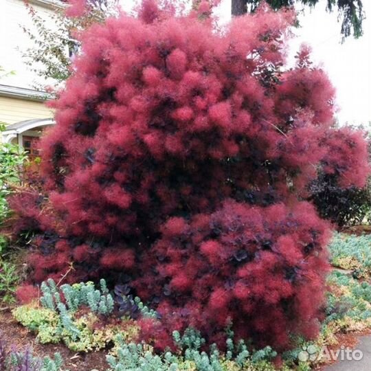 Скумпия. Выбор сортов для сада