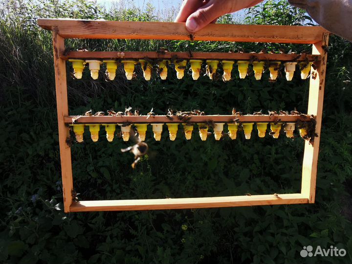 Матки пчёл породы Карника, Бакфаст