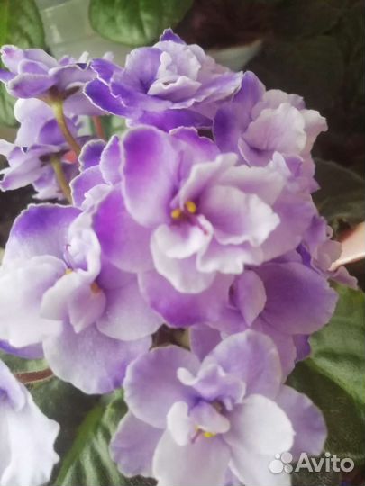 Сортовые фиалки