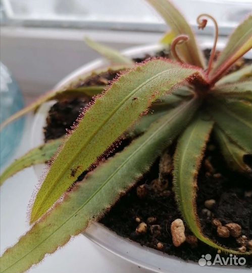 Росянки в ассортименте