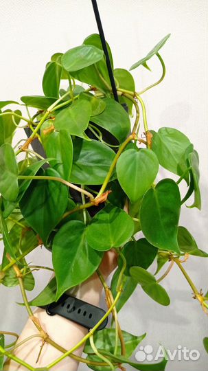 Филодендрон / эпипремнум