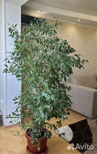 Комнатные растения цветы