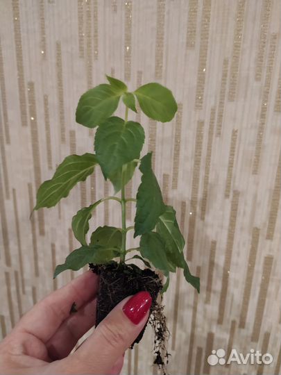 Черенки гортензии Полярный медведь