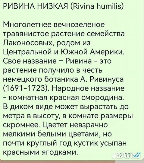 Комнатная красная смородина