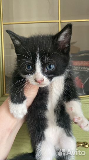 Отдам бесплатно