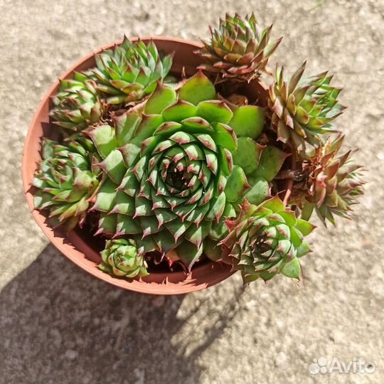 Молодила. Садовые суккуленты