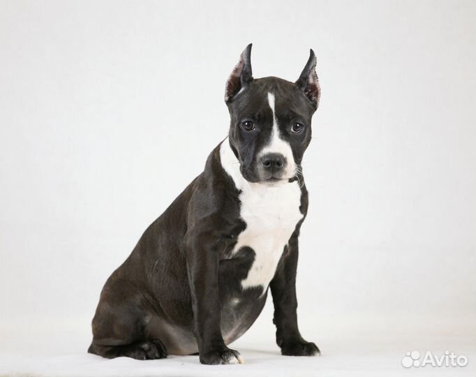 Черно-белая девочка 2,5 мес