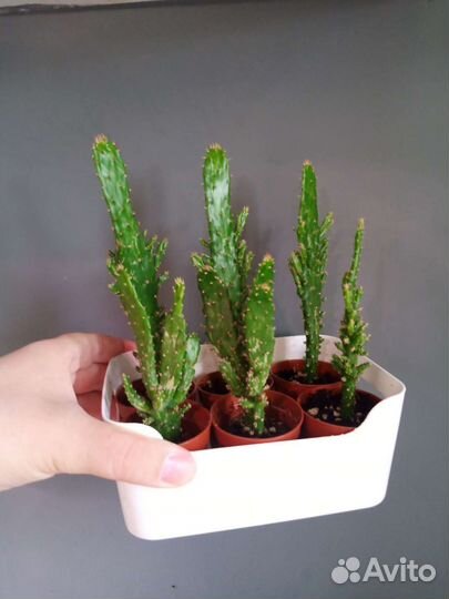 Кактусы опунция моноканта