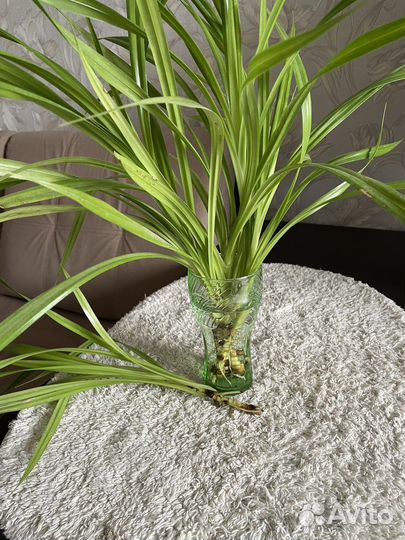 Пальма панданус