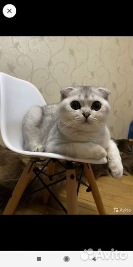 Серебристые шиншиллы