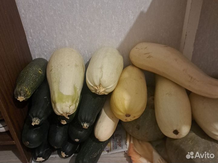 Кабачки домашние