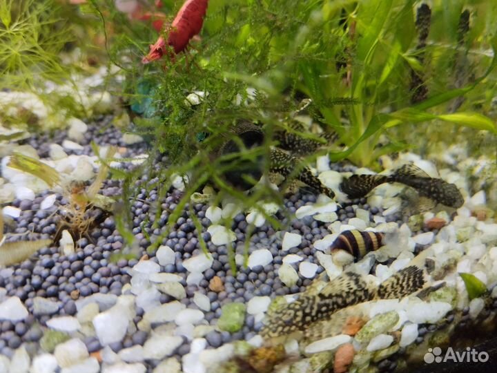 Сом анциструс вуалевый