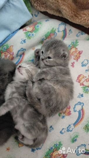 Шотландские котята
