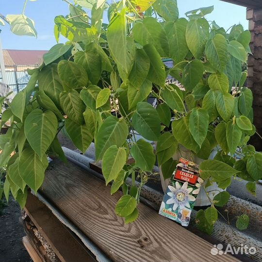 Маракуйякомнатная