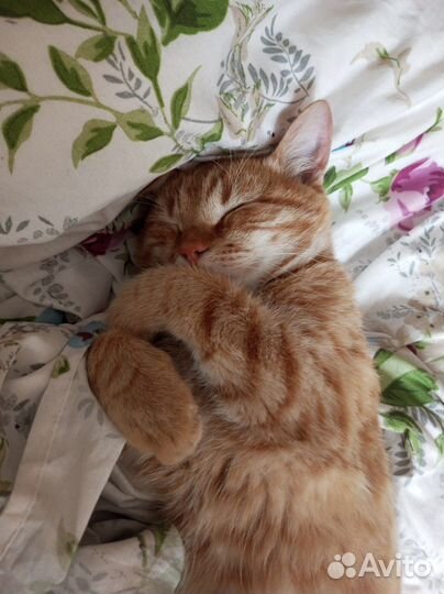 Отдам кота в добрые руки