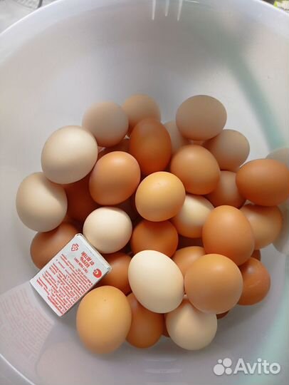 Яйцо домашнее кур молодок