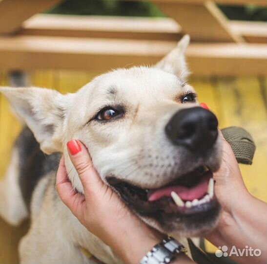 Собака в добрые руки