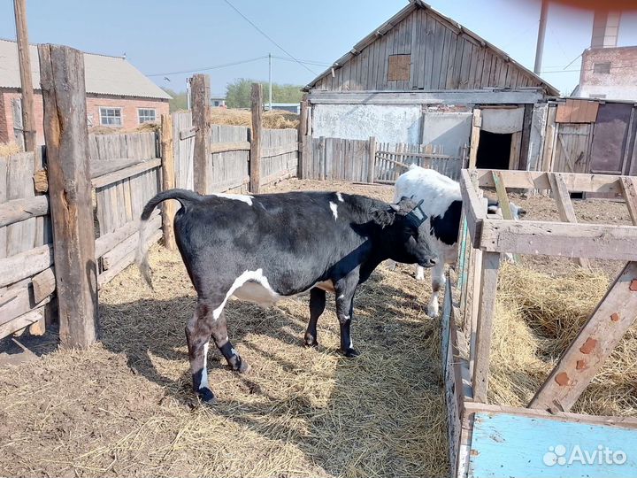 Быки на племя