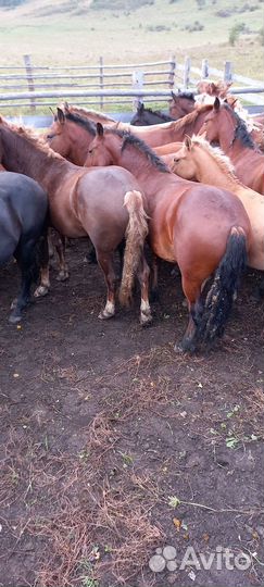 Жеребчики на племя новоалтайской породы