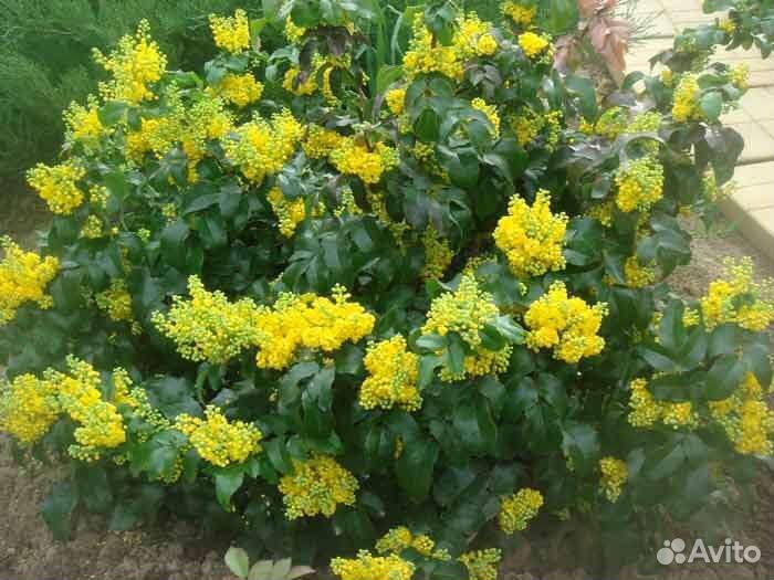 Декоративные растения