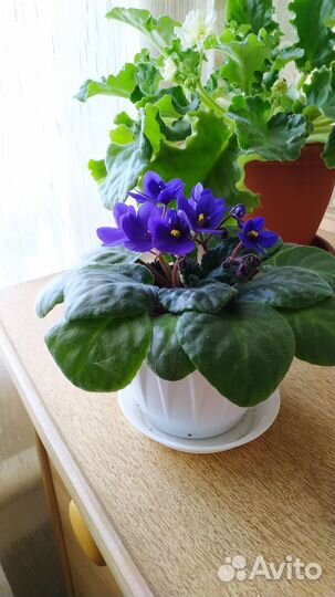 Фиалка цветущая