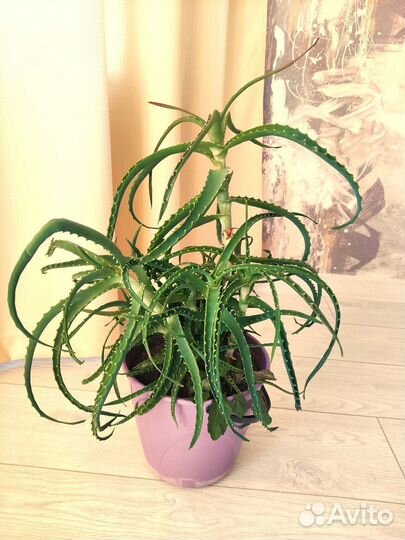 Алоэ столетник