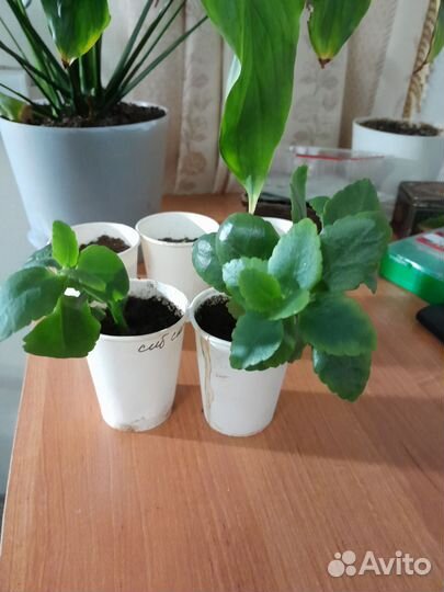 Каланхое цветущее, белые цветы