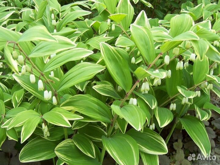 Бадан, вербейник, купена