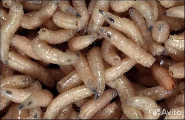 Мотыль,червь,опарыш,живец - Ямуга рыболов