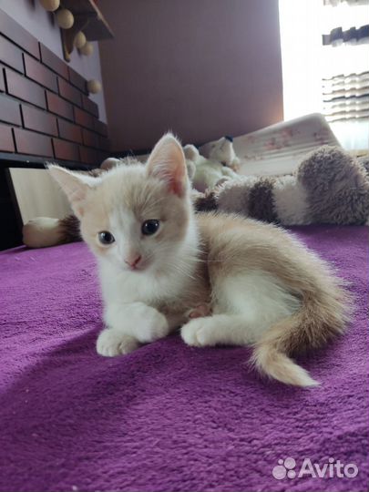 Котята домашний в дар