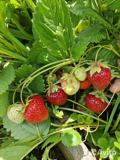 Клубника окс