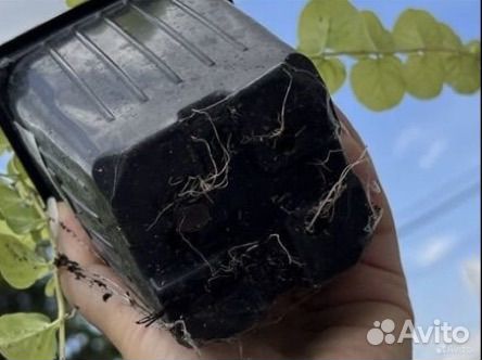 Лизимахия, вербейник монетчатый