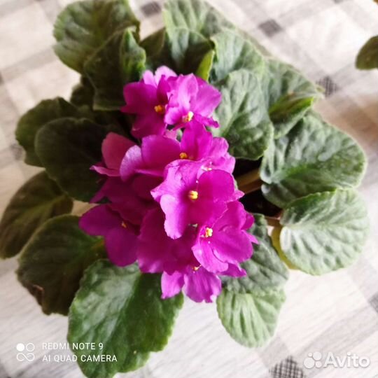 Фиалка цветущая, детки, листочки