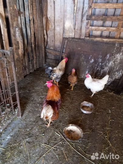 Петя - будильник