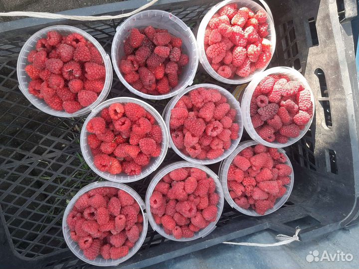 Саженцы малины