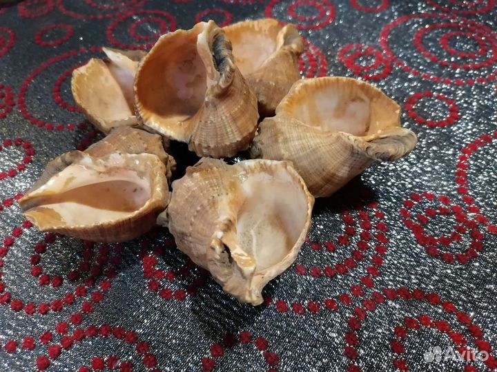 Пепельница из морских ракушек