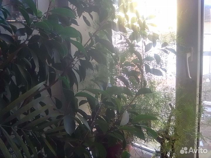 Комнатные цветы