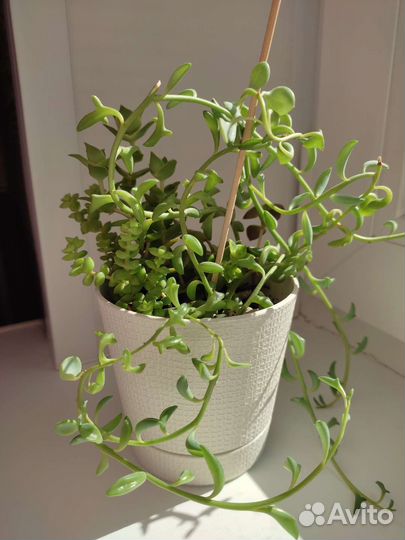 Суккуленты